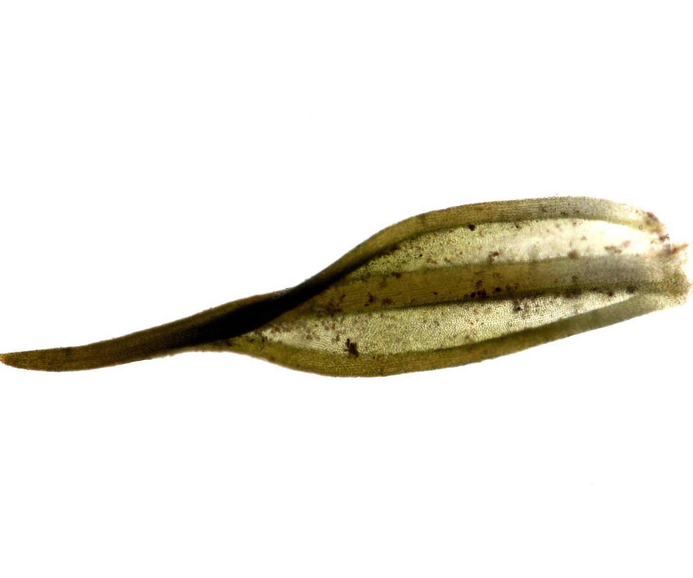 Cinclidotus  pachyloma